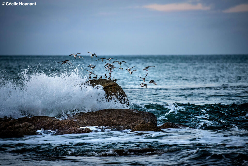 Oiseaux Marins C Cile Hoynant