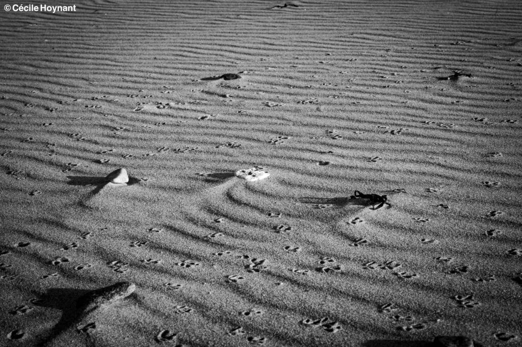 Oiseaux Marins C Cile Hoynant