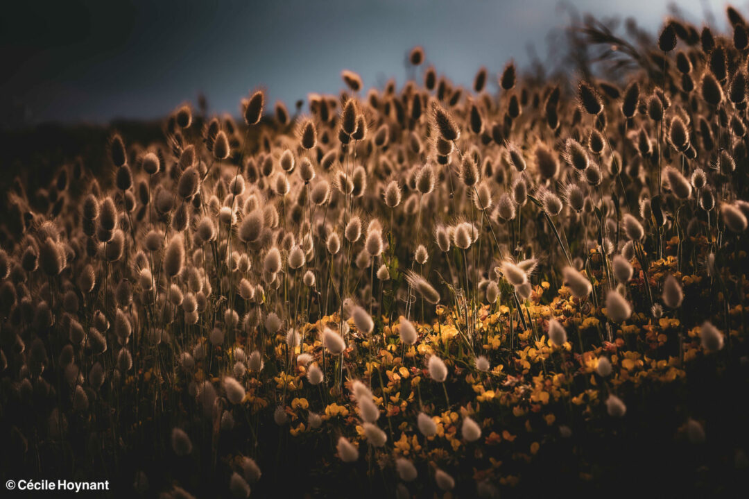 Queues de lièvre et fleurs typiques de la végétation de la dune, juste en arrière de la plage. Paysage du littoral en Bretagne. Couleurs chaudes du soleil couchant, lumière révélant les graminées. 