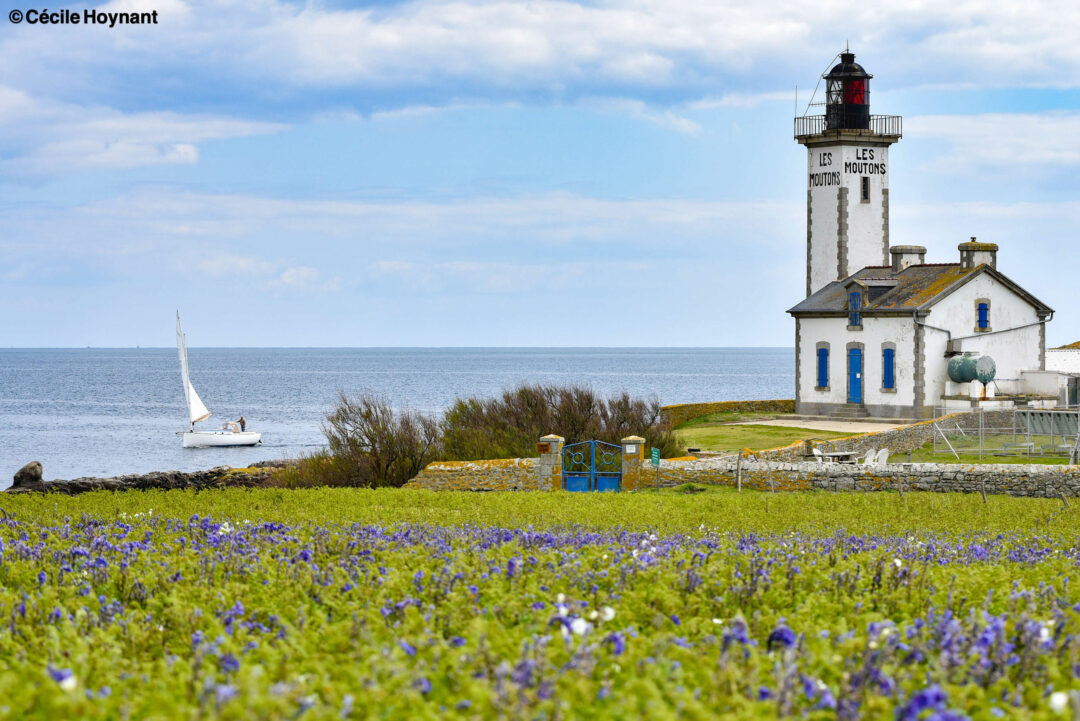 Voilier rasant l'île aux Moutons et son phare-maison. La lande fleurie est couverte de fleurs violettes sur un fond vert tendre. Ambiance de printemps.