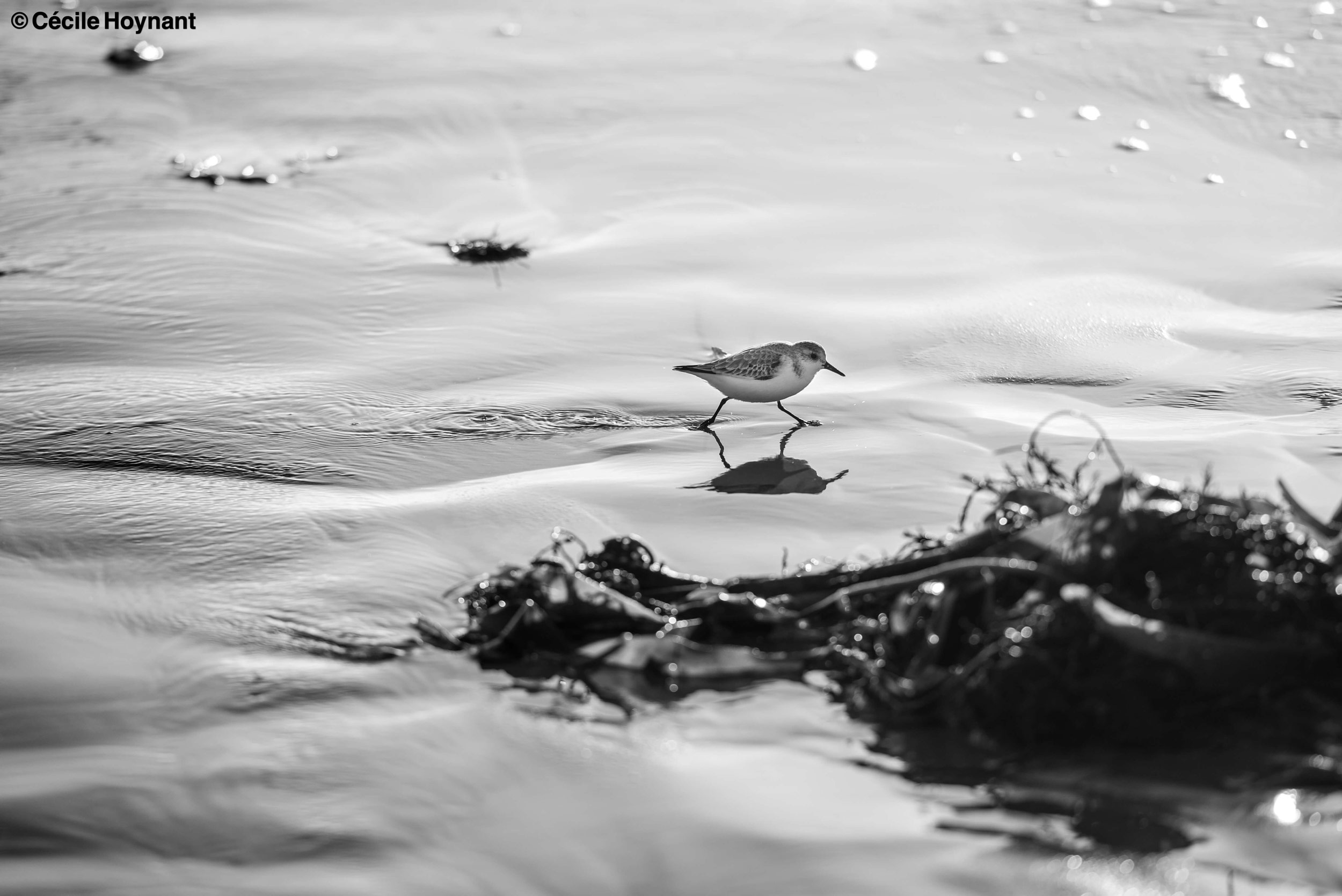 Oiseaux marins, bécasseaux Sanderling, plage de Don, Trégunc, Bretagne, Finistère Sud, nature, biodiversité