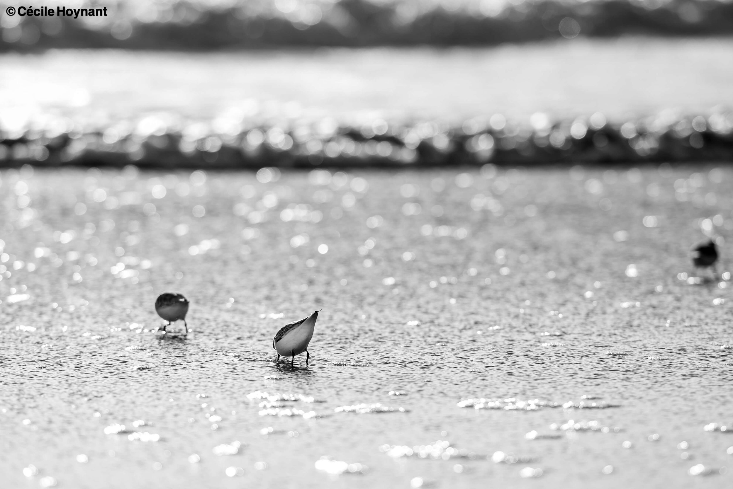 Oiseaux marins, bécasseaux Sanderling, plage de Don, Trégunc, Bretagne, Finistère Sud, vague, nature, biodiversité