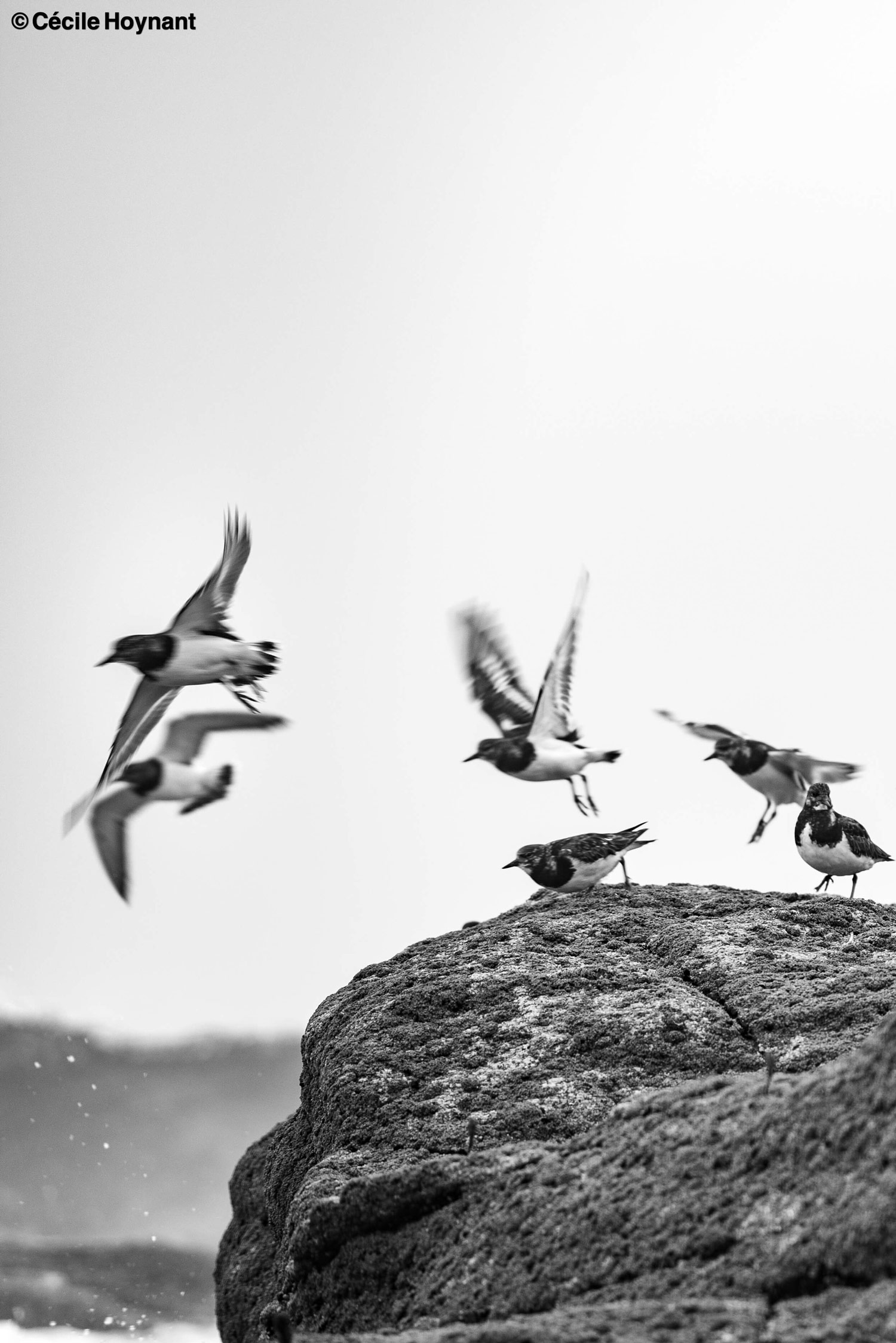 Oiseau marin, tournepierre à collier, plage de Don, Trégunc, Bretagne, Finistère Sud, rochers, nature, biodiversité