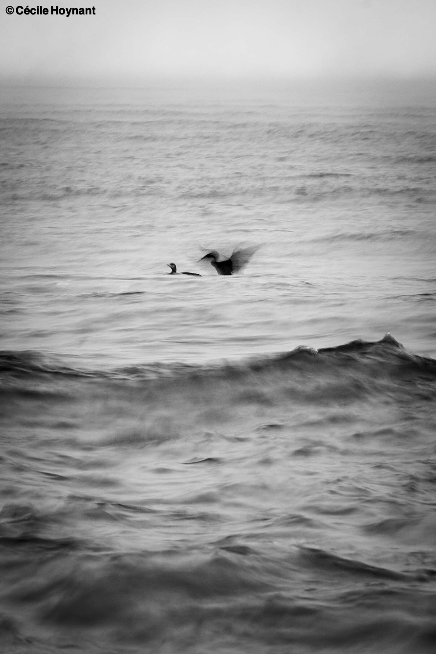 Oiseaux marins, cormorans, plage de Don, Trégunc, Bretagne, Finistère Sud, vague, nature, biodiversité