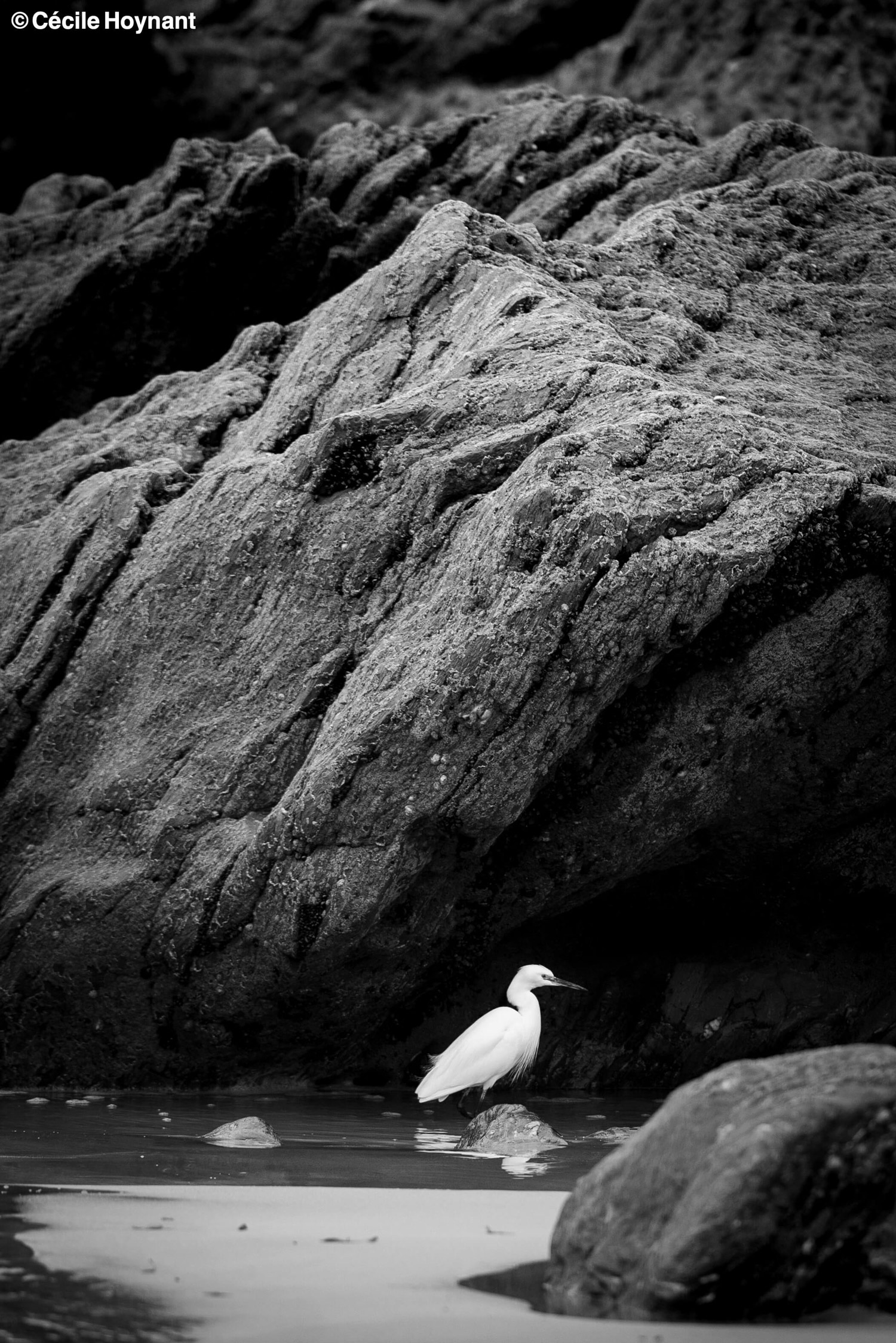 Oiseau marin, aigrette gazette, Dourveil, Névez, Bretagne, Finistère Sud, rochers, plage, nature, biodiversité