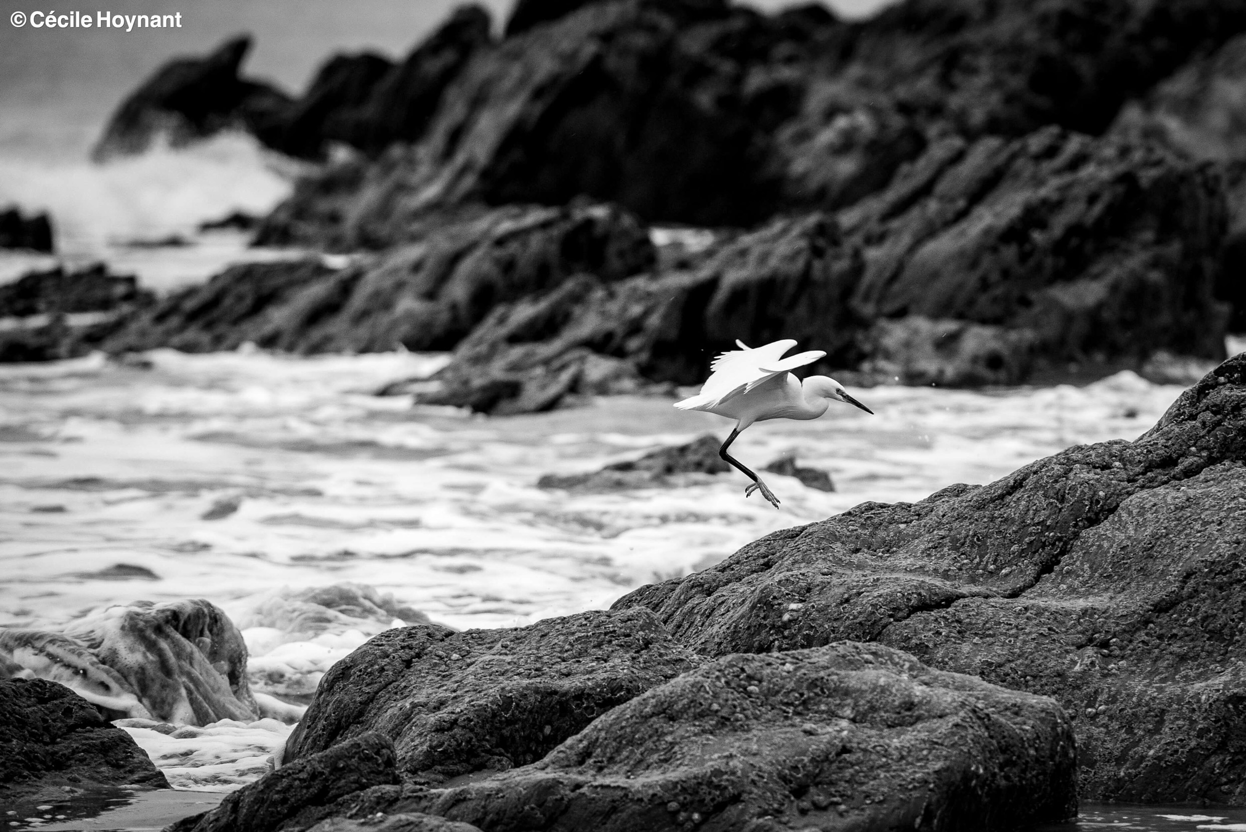 Oiseau marin, aigrette gazette, Dourveil, Névez, Bretagne, Finistère Sud, rochers, plage, nature, biodiversité