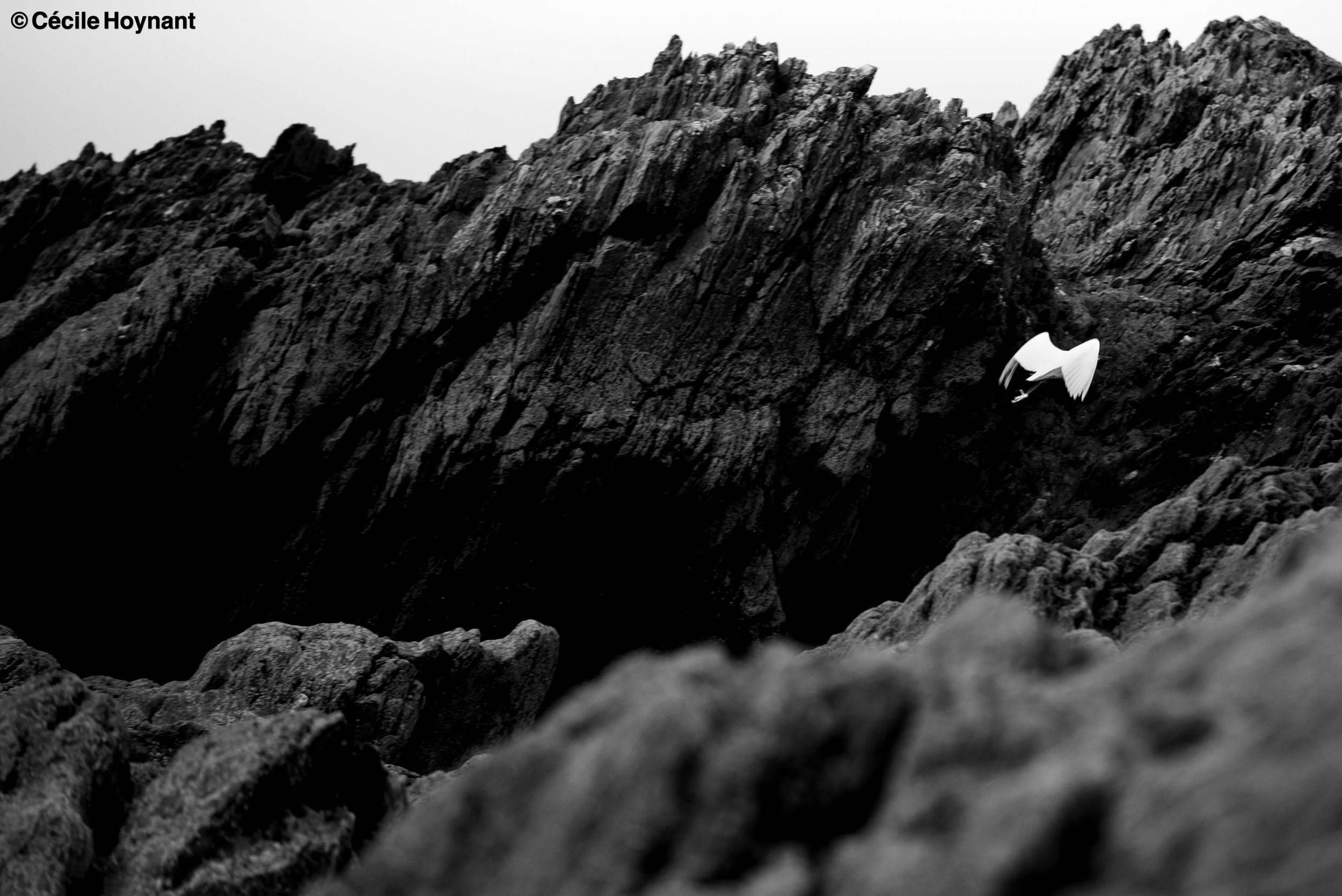 Oiseau marin, aigrette gazette, Dourveil, Névez, Bretagne, Finistère Sud, rochers, plage, nature, biodiversité