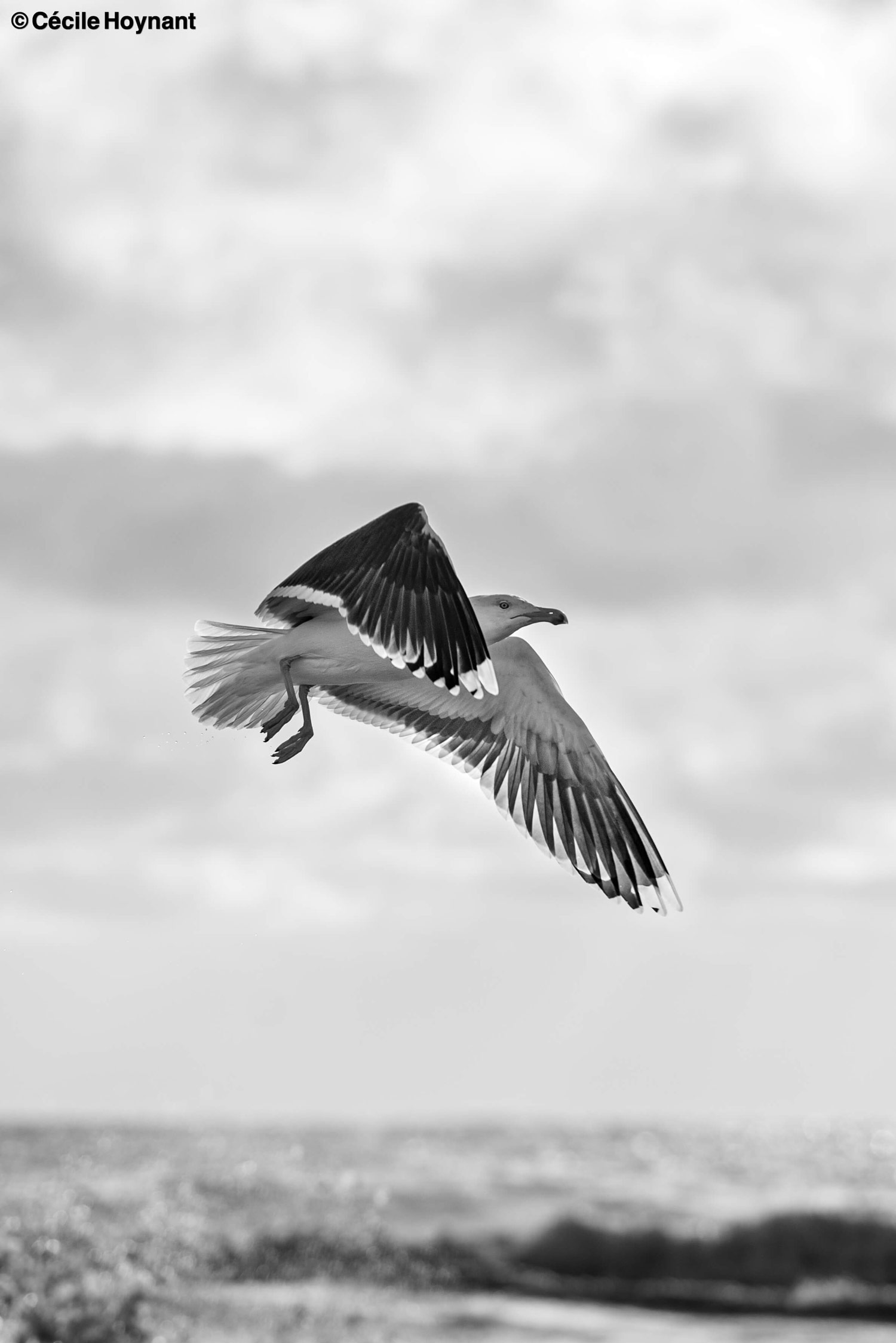 Oiseau marin, goéland marin, plage de Don, Finistère Sud, Bretagne, biodiversité, nature