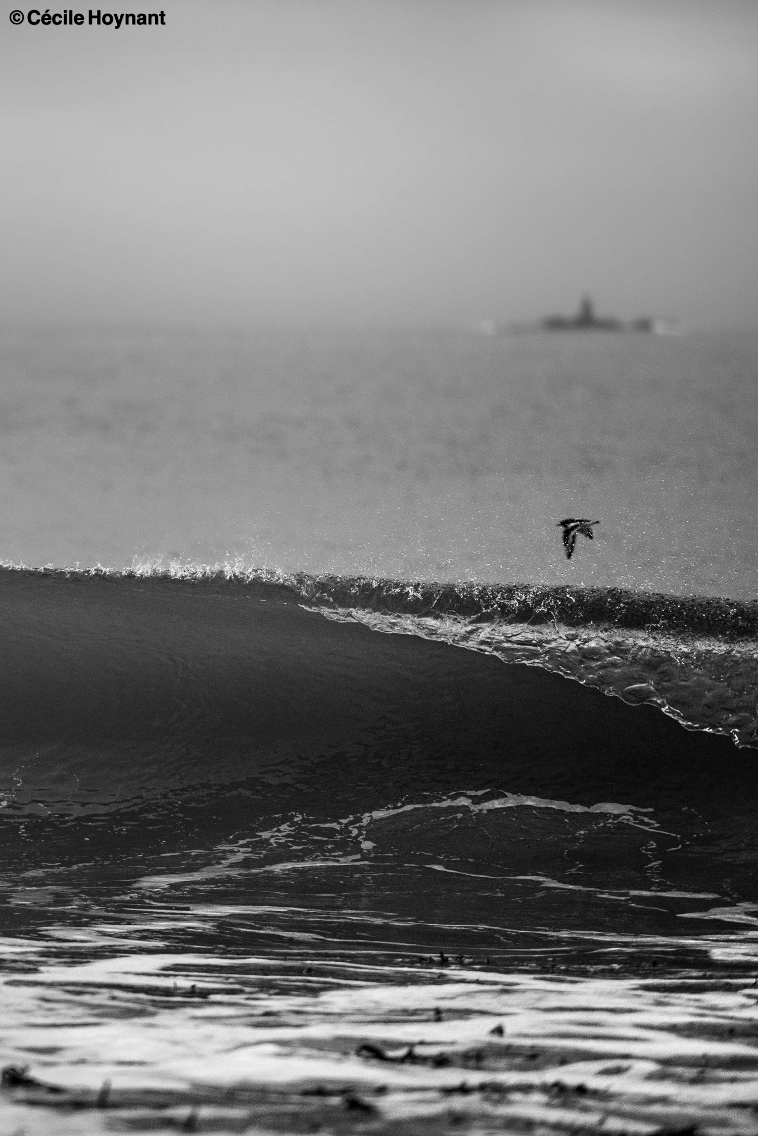 Oiseaux marins, tournepierre à collier, plage de Don, Trégunc, Bretagne, Finistère Sud, vague, nature, biodiversité