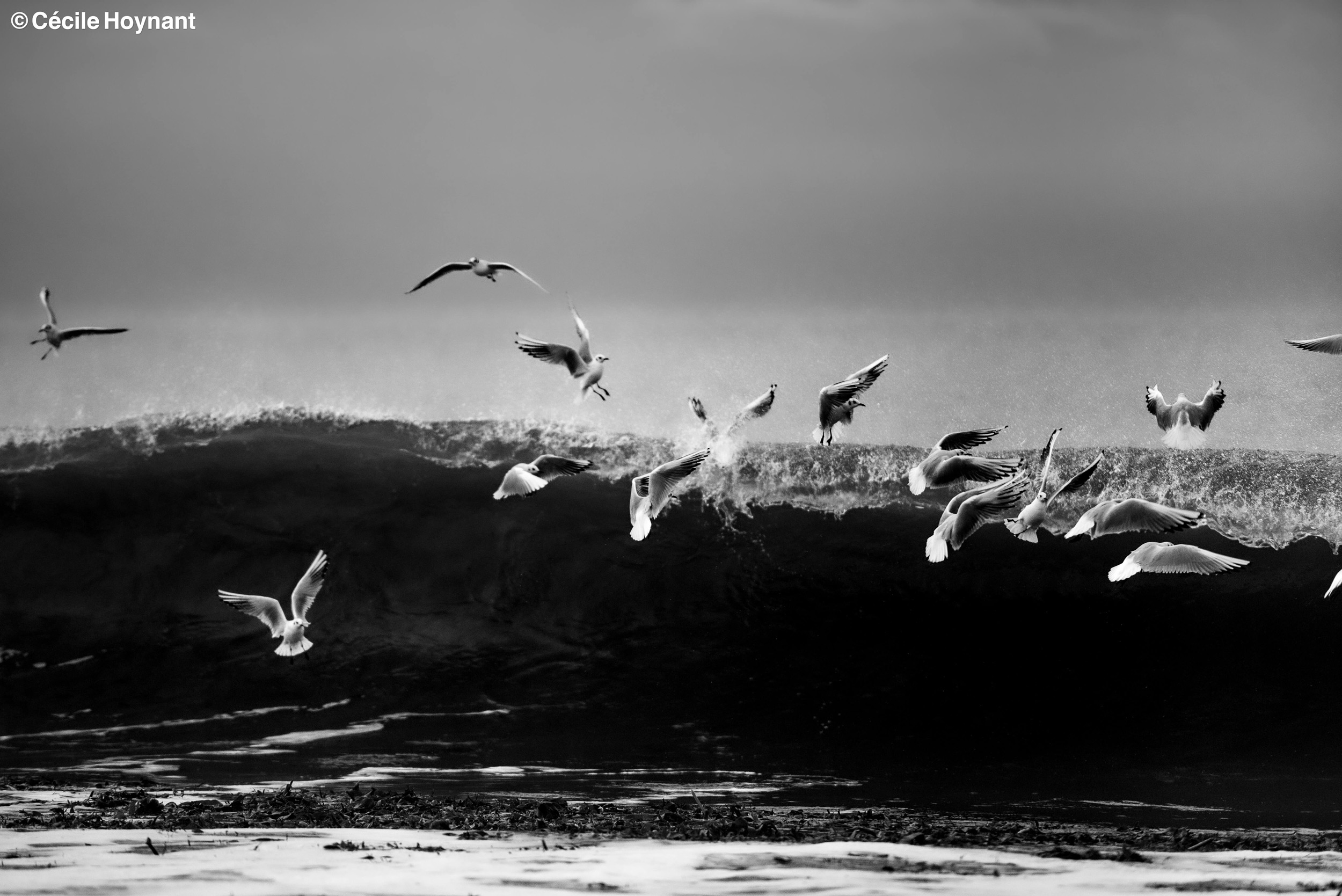 Oiseaux marins, mouettes rieuses, plage de Don, Trégunc, Bretagne, Finistère Sud, vague, nature, biodiversité