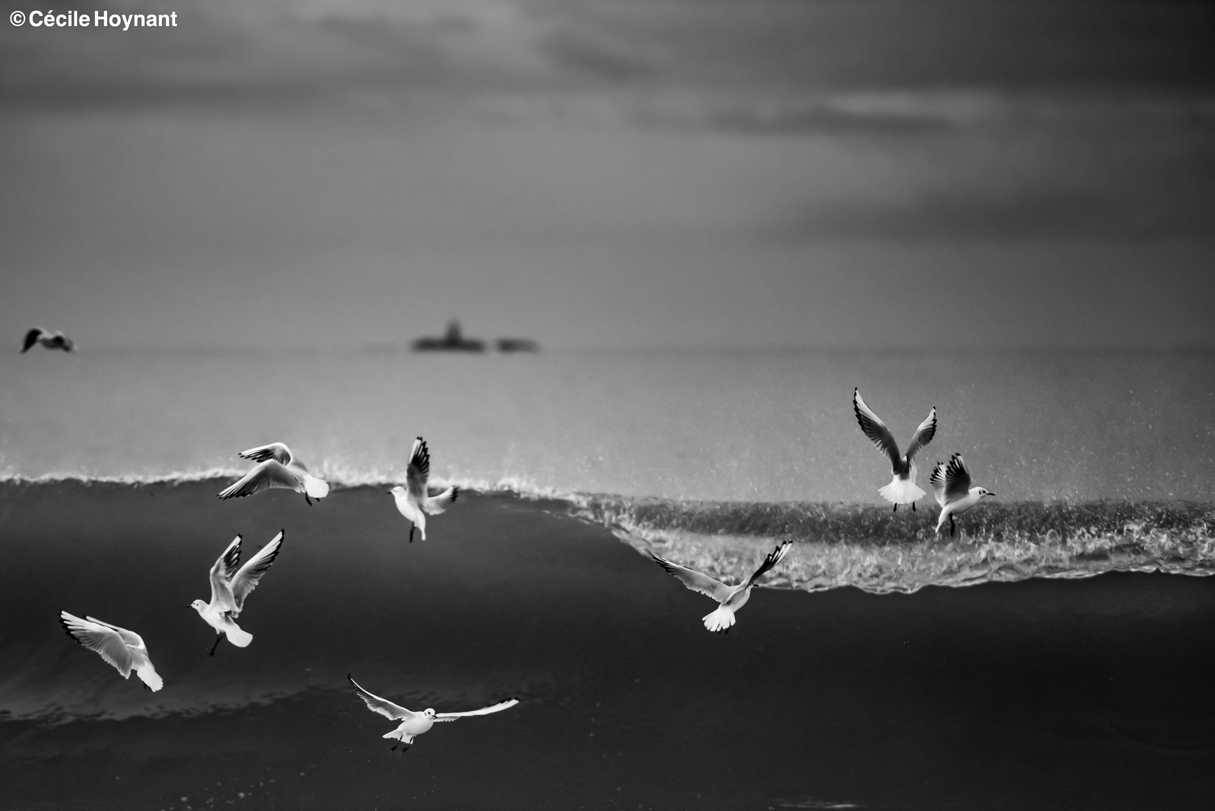 Oiseaux marins, mouettes rieuses, plage de Don, Trégunc, Bretagne, Finistère Sud, vague, nature, biodiversité