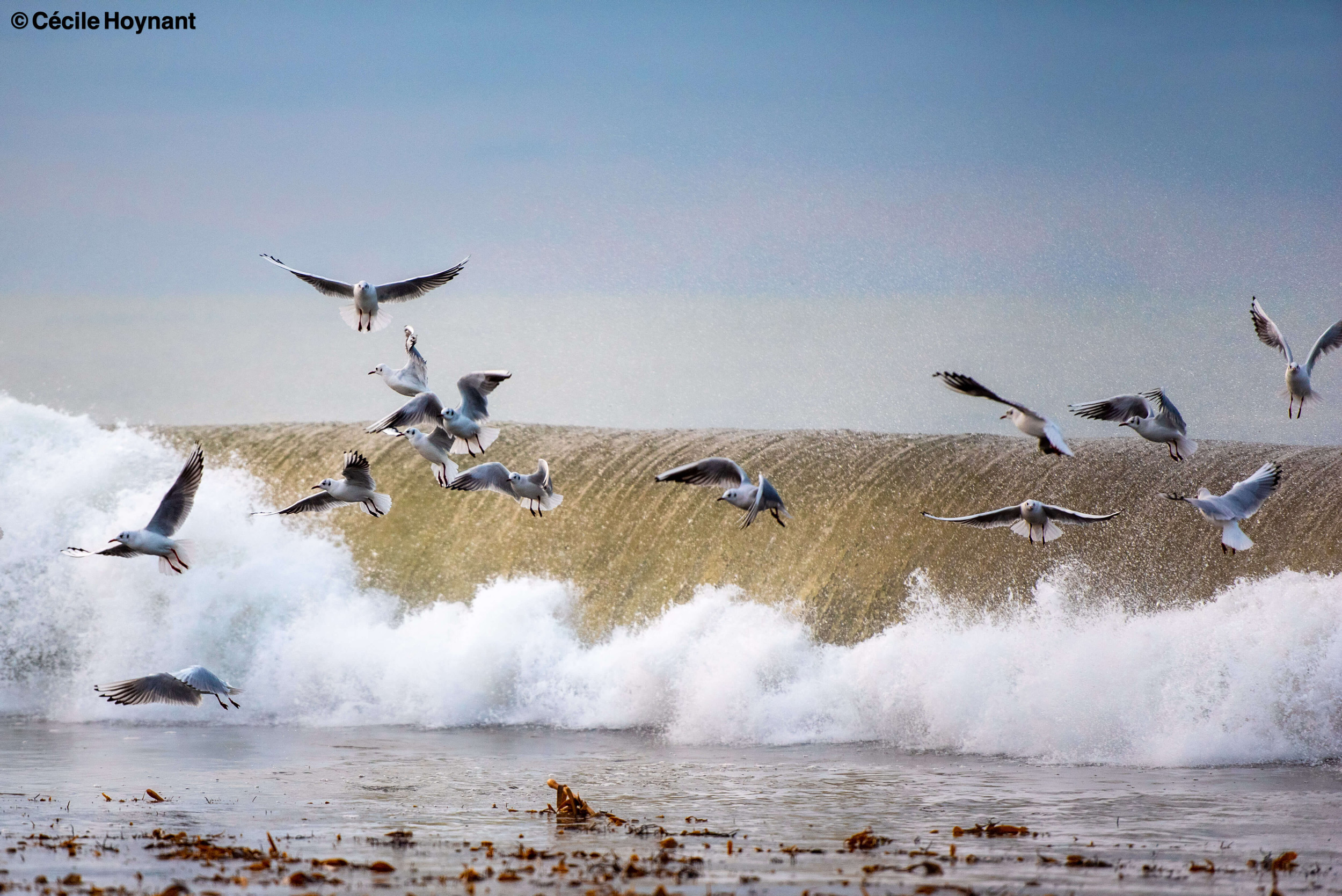 Oiseaux marins, mouettes rieuses, plage de Don, Trégunc, Bretagne, Finistère Sud, vague, nature, biodiversité