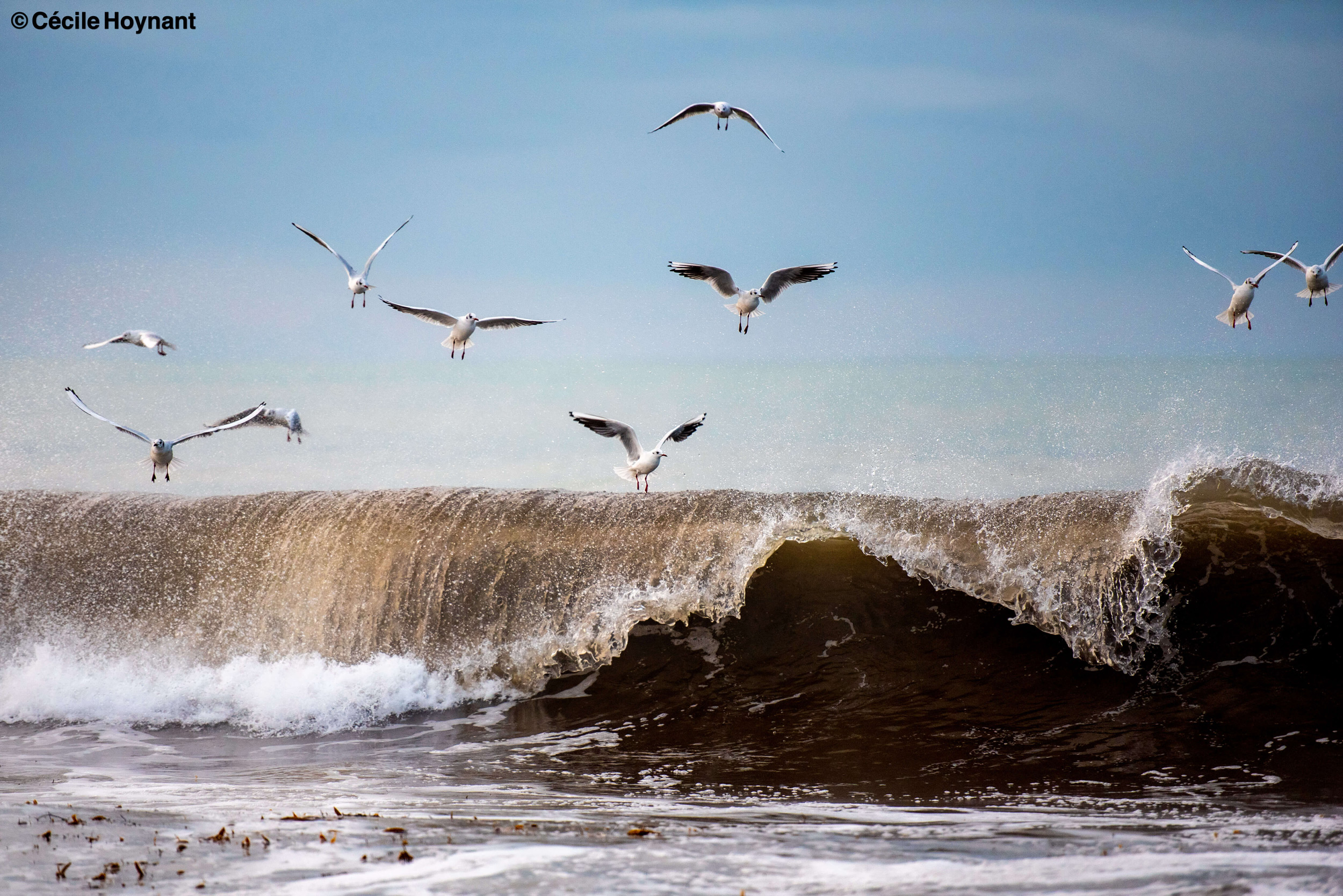 Oiseaux marins, mouettes rieuses, plage de Don, Trégunc, Bretagne, Finistère Sud, vague, nature, biodiversité