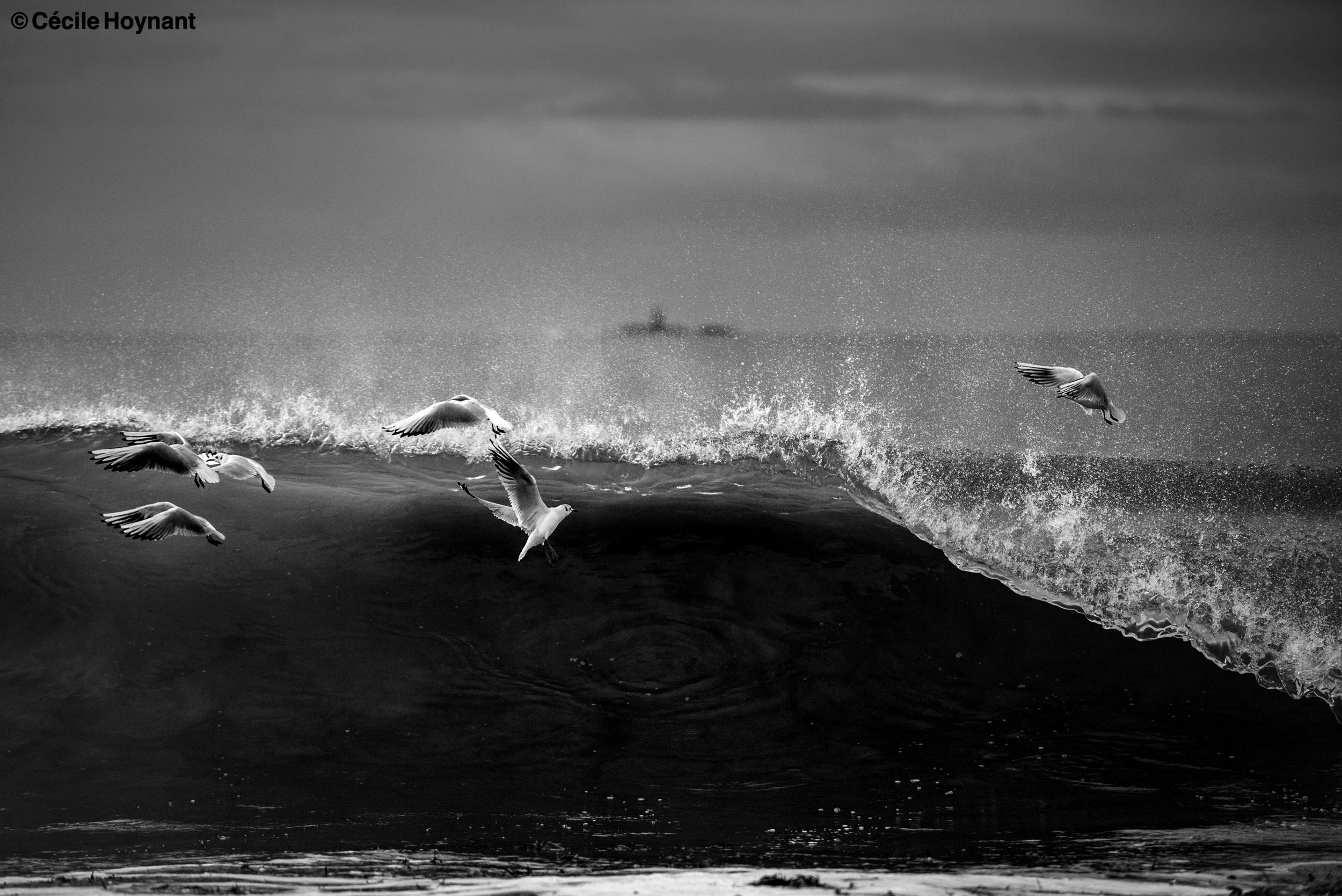 Oiseaux marins, mouettes rieuses, plage de Don, Trégunc, Bretagne, Finistère Sud, vague, nature, biodiversité