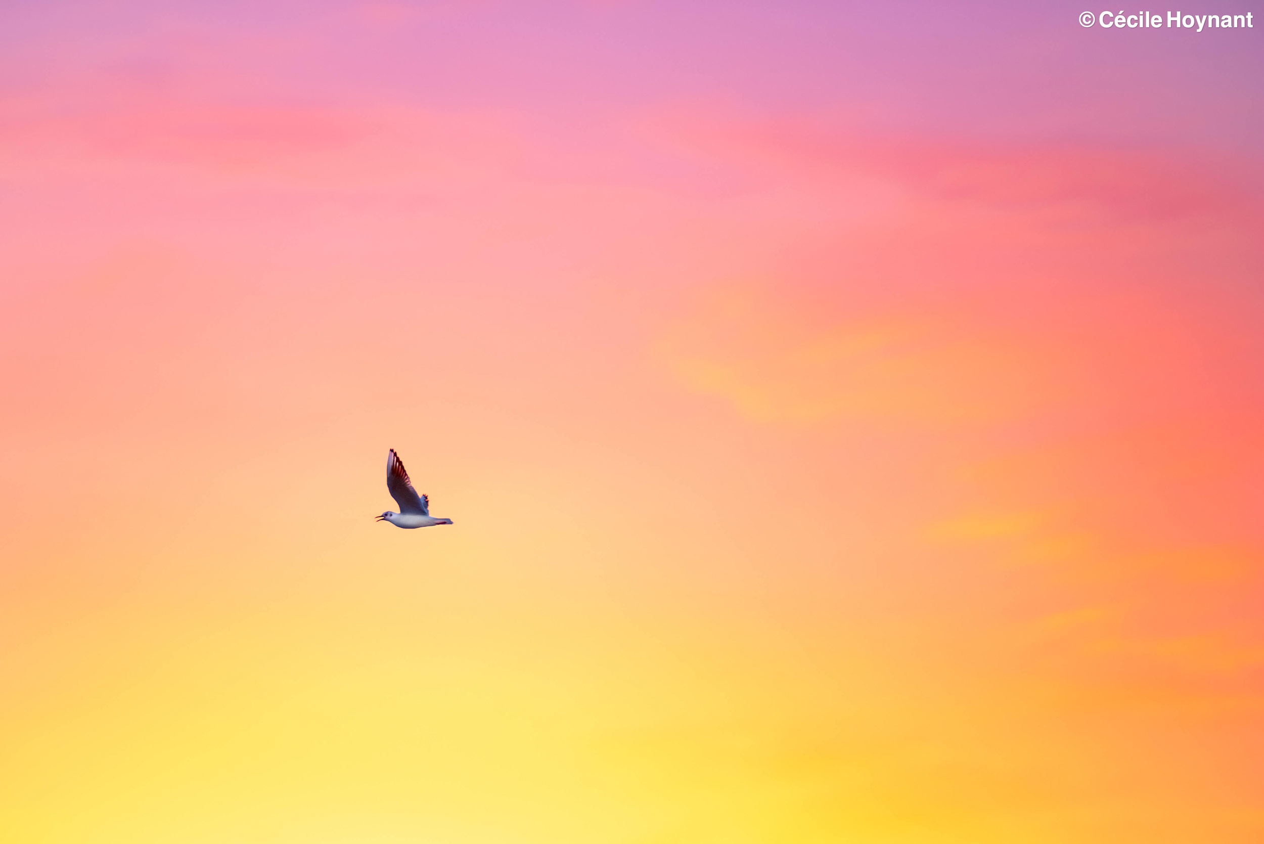 Oiseau marin, mouette rieuse, plage de Don, Trégunc, Bretagne, Finistère Sud, aube, nature, biodiversité