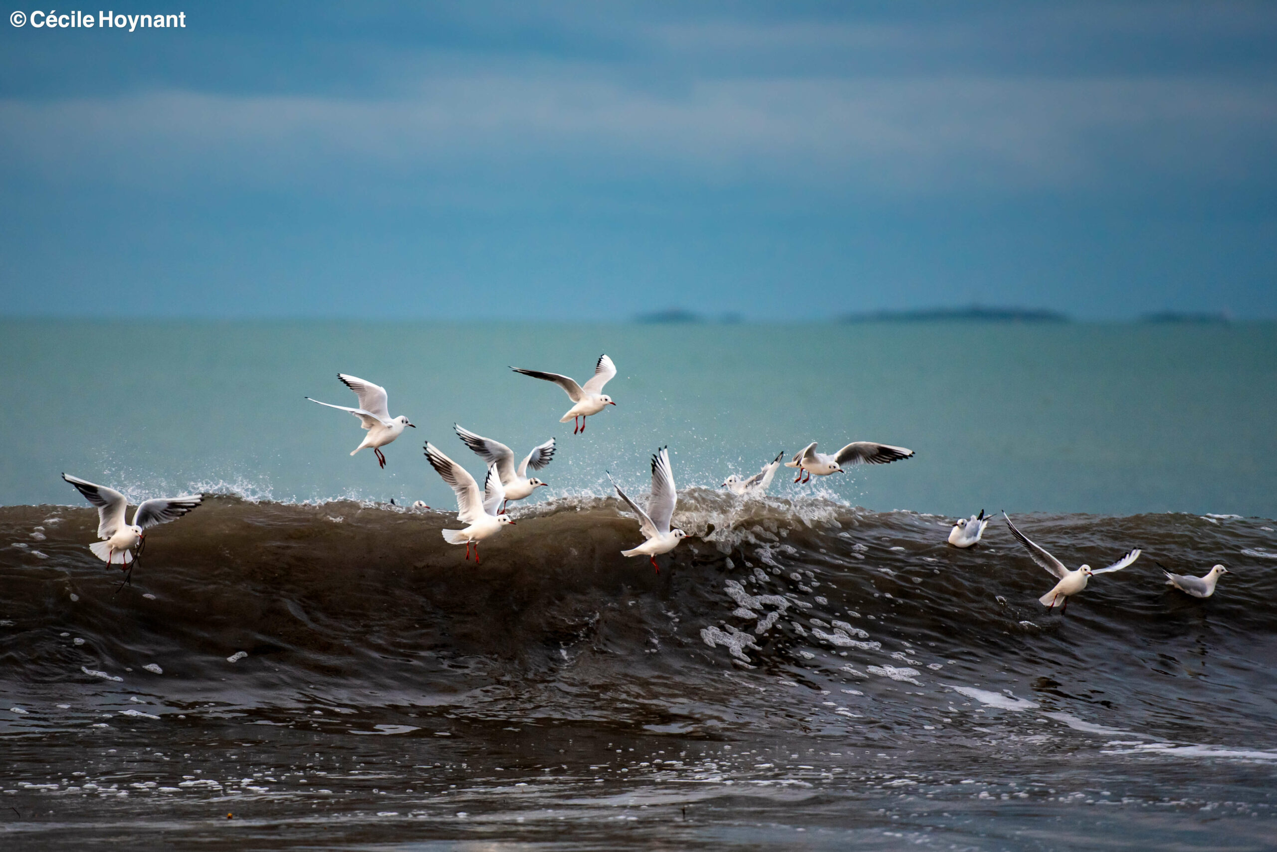 Oiseaux marins, mouettes rieuses, plage de Don, Trégunc, Bretagne, Finistère Sud, vague, nature, biodiversité