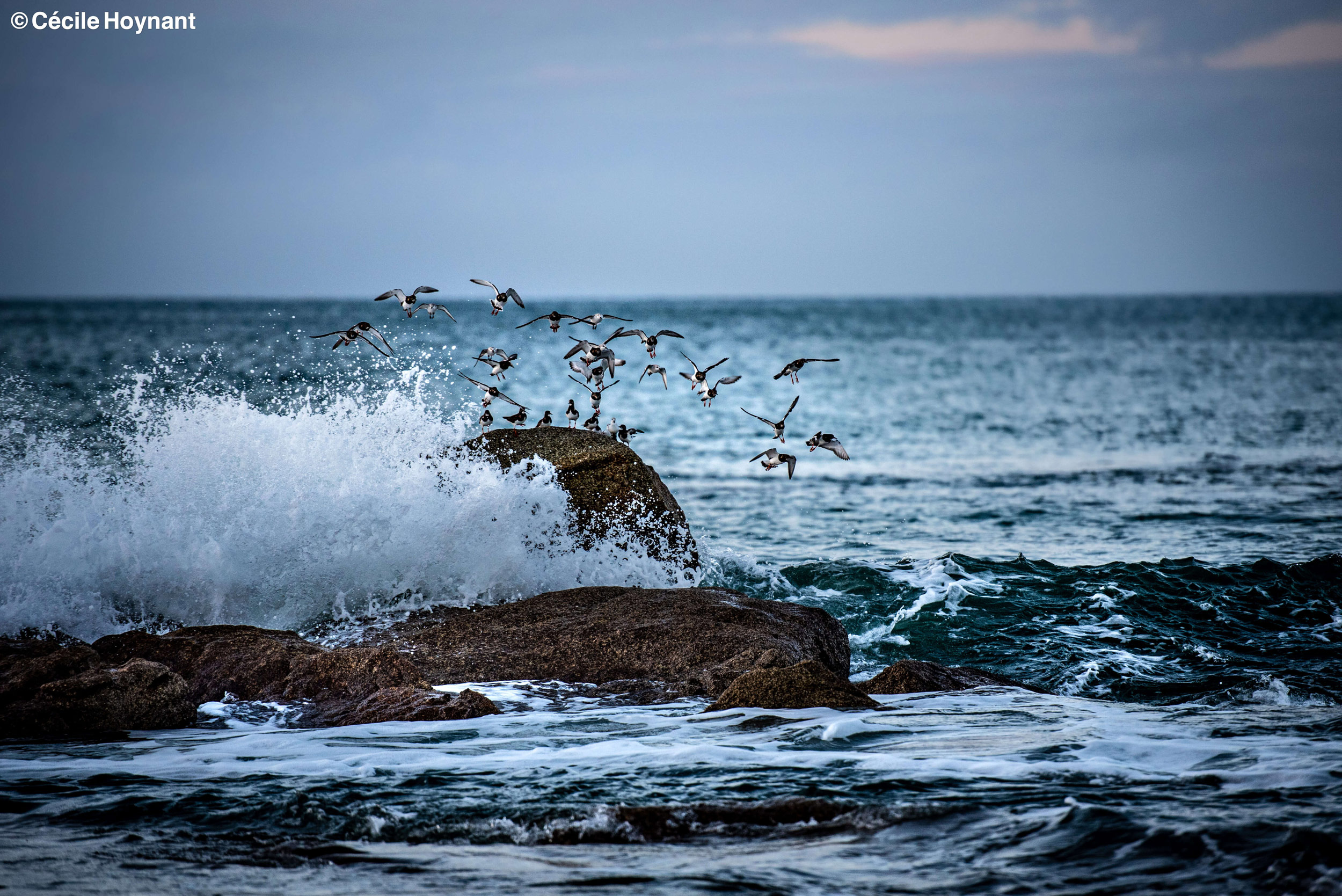 Oiseaux marins, tournepierre à collier, plage de Don, Trégunc, Bretagne, Finistère Sud, vague, nature, biodiversité, rochers, vagues