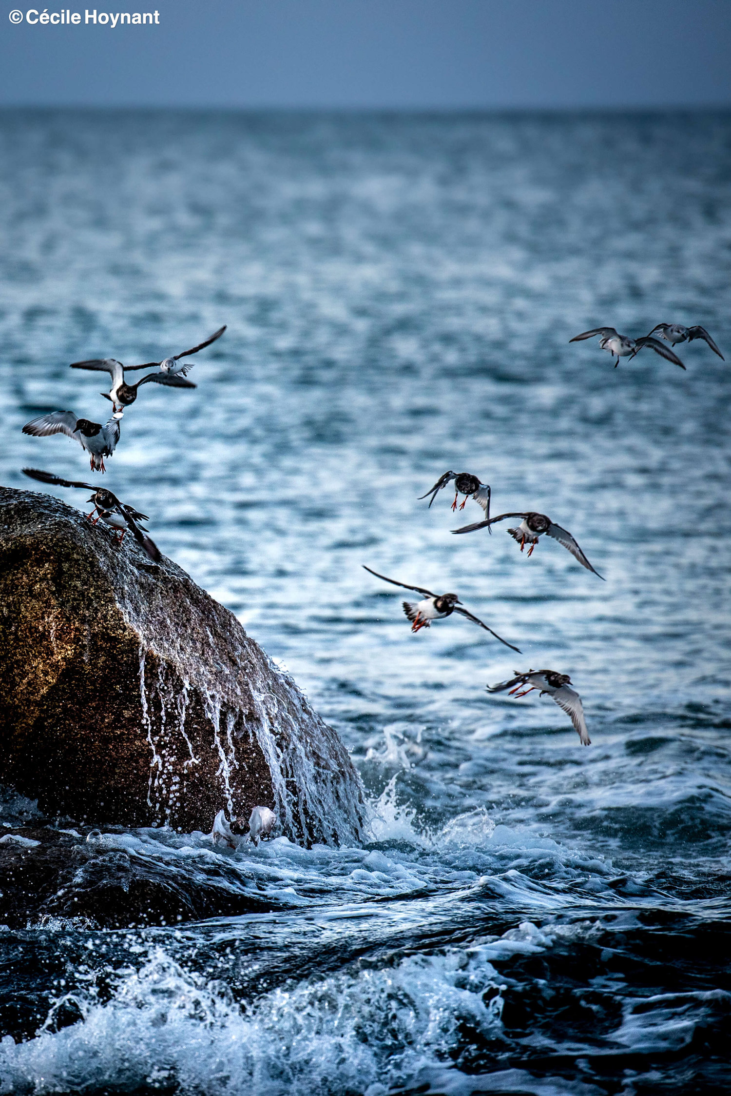 Oiseaux marins, tournepierre à collier, plage de Don, Trégunc, Bretagne, Finistère Sud, vague, nature, biodiversité, rochers, vagues