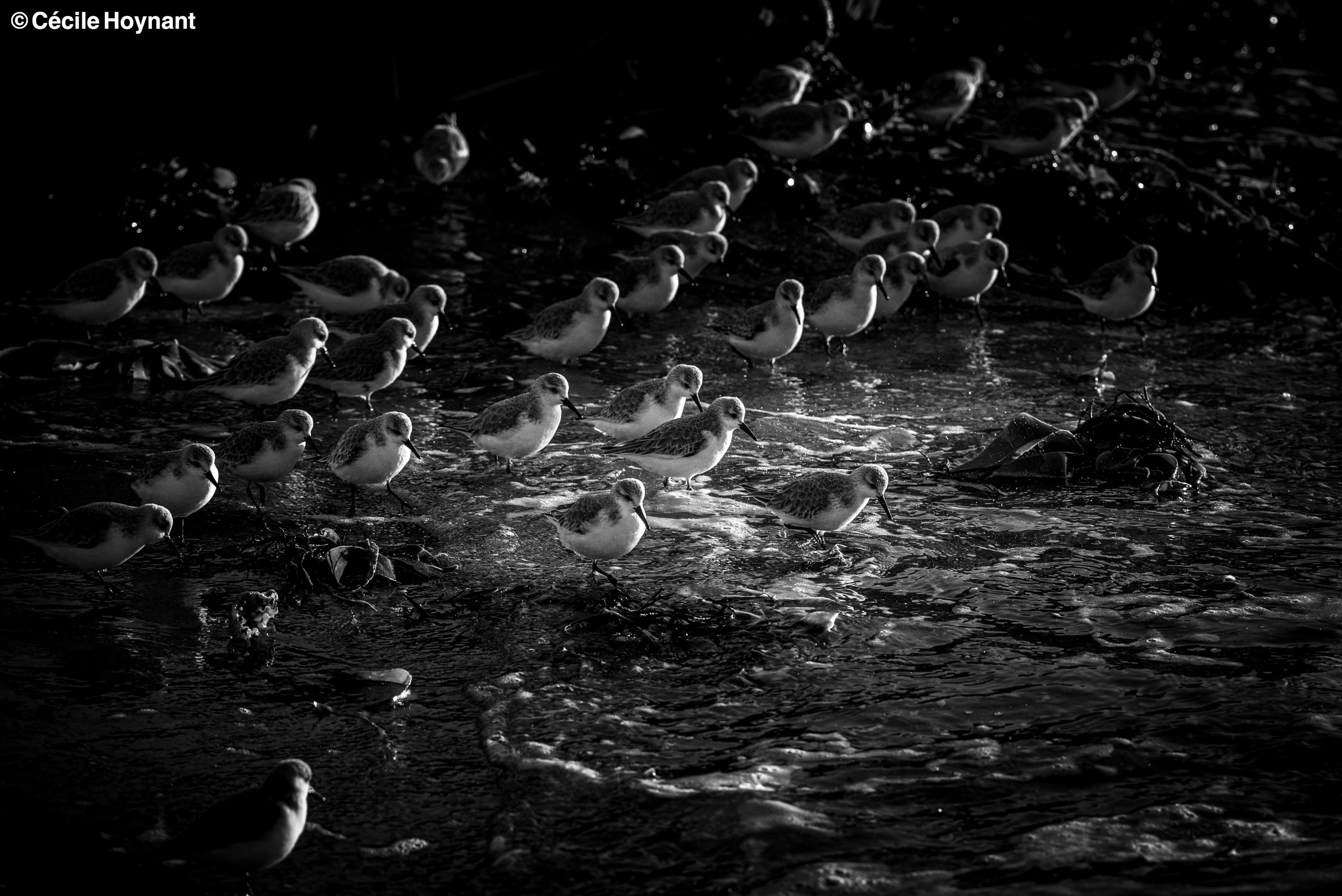 Oiseaux marins, bécasseaux Sanderling, plage de Don, Trégunc, Bretagne, Finistère Sud, nature, biodiversité