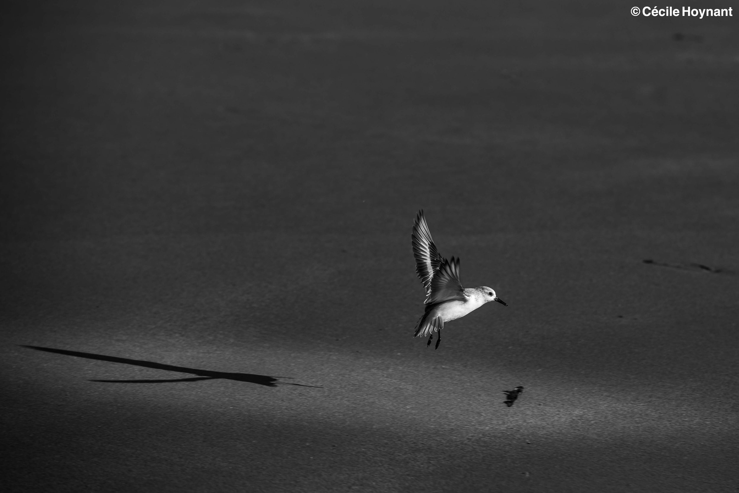 Oiseaux marins, bécasseaux Sanderling, plage de Don, Trégunc, Bretagne, Finistère Sud, nature, biodiversité