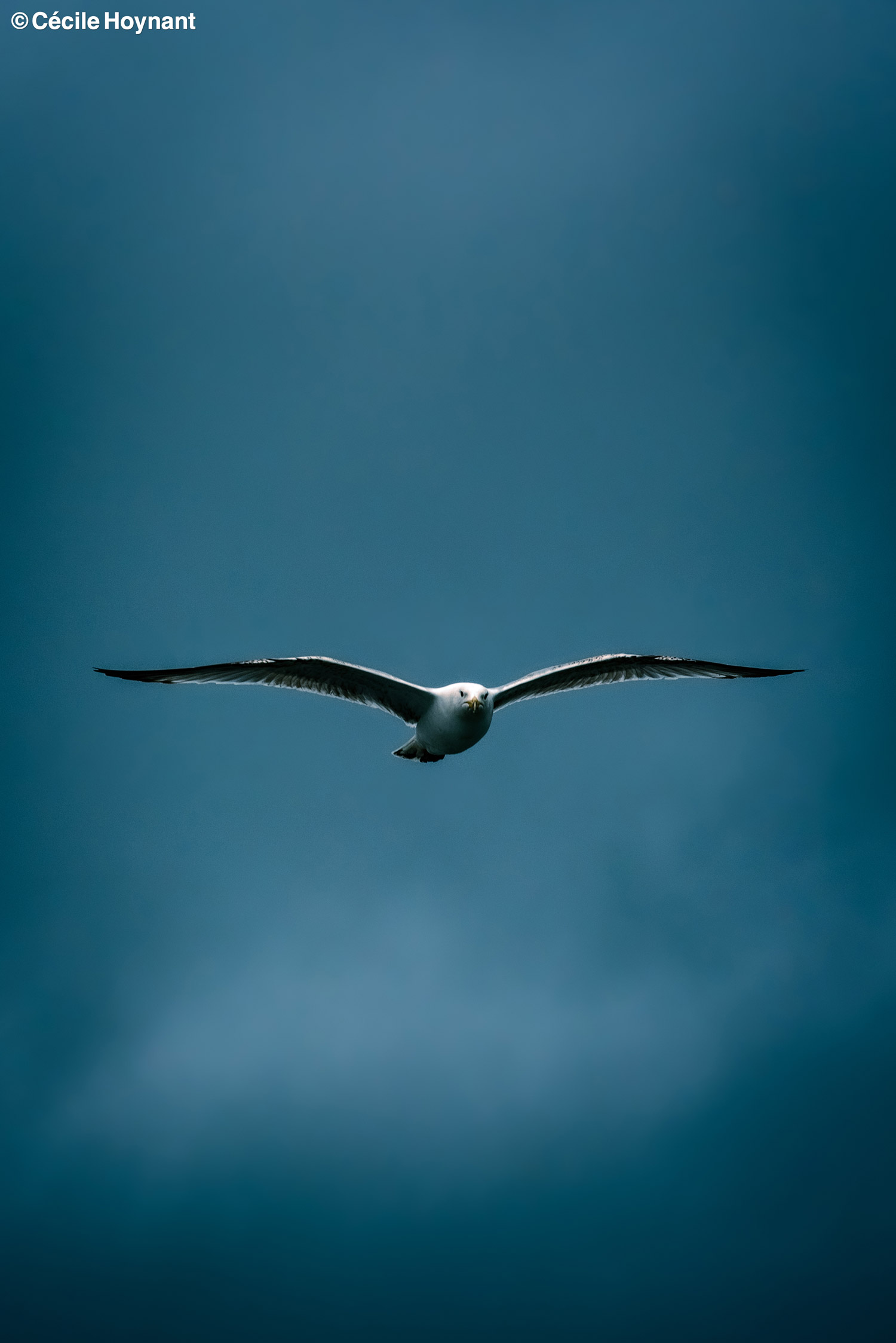 Oiseau marin, goéland argenté, port de Concarneau, Finistère, Bretagne, biodiversité