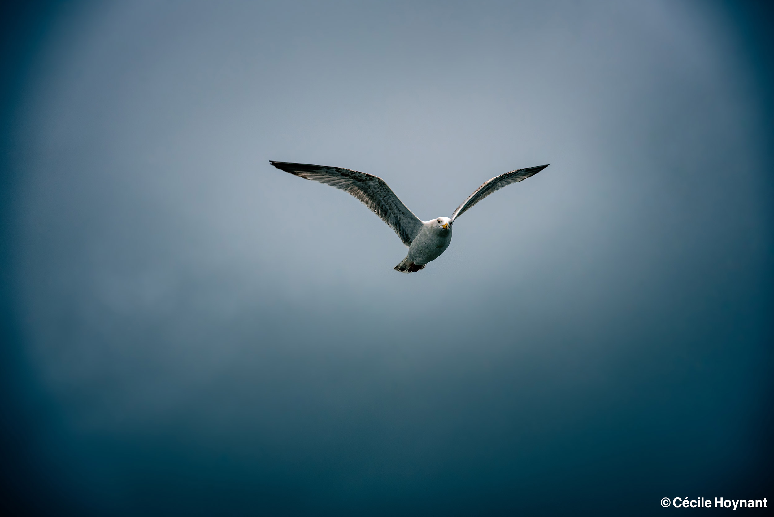 Oiseau marin, goéland argenté, juvénile, port de Concarneau, Finistère, Bretagne, biodiversité