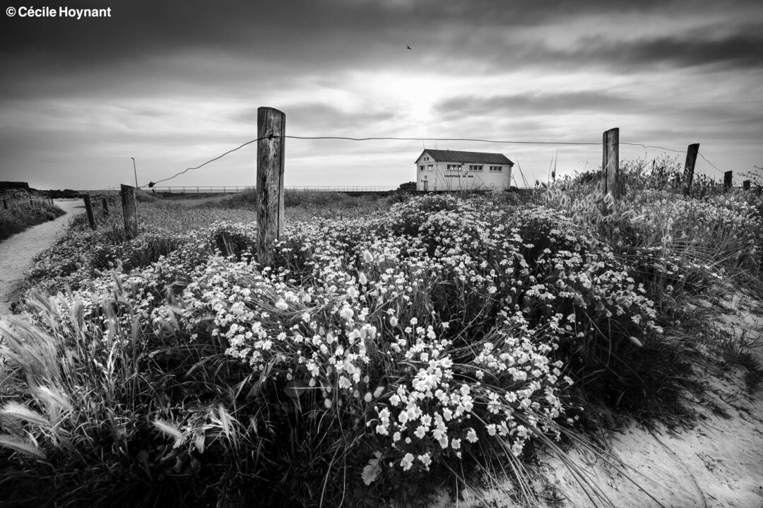 Bretagne, Finistère, Trégunc, Pointe de Trévignon, port de Trévignon, station de sauvetage SNSM, sauveteurs en mer, sentier côtier, dune, fleurs sauvages, printemps