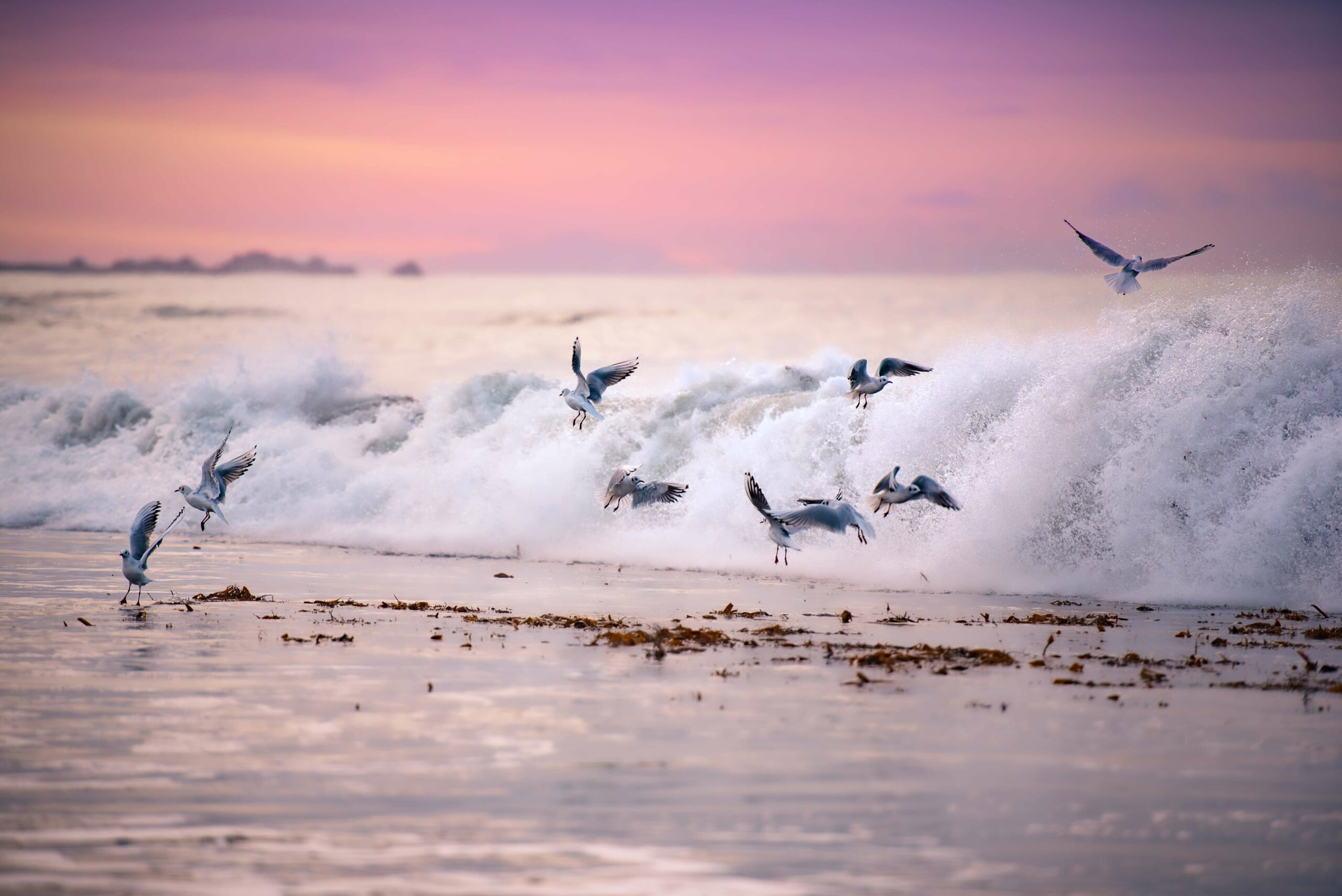 Groupe de mouettes rieuses se nourrissant sur la plage près des vagues à l'aube. Le ciel rose-violet créé une atmosphère très douce avec des tons pastels.