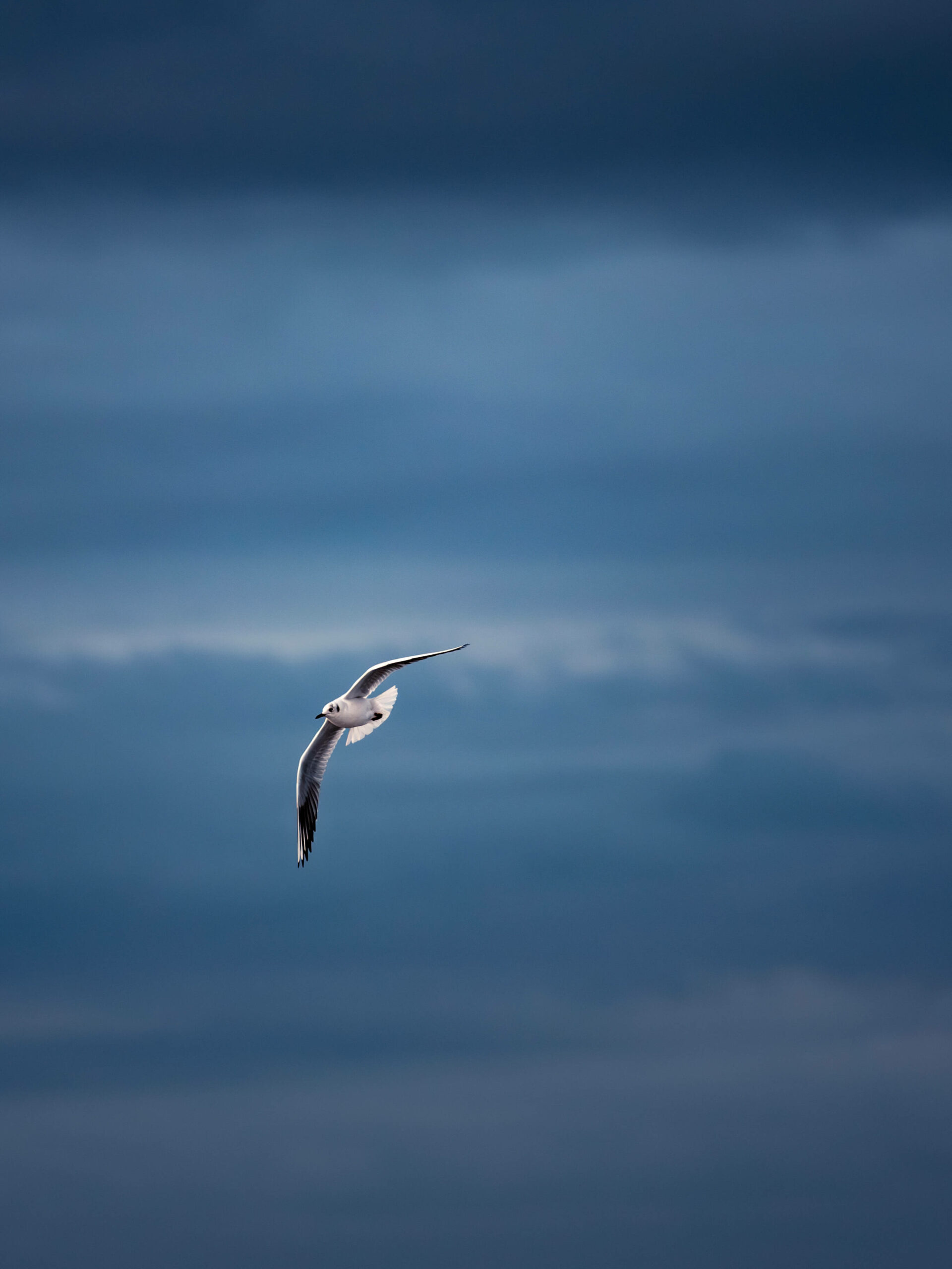 Mouette rieuses planant sur un fond de ciel bleu sombre. Le liseré blanc des ailes contraste avec le ciel et dessine deux virgules.