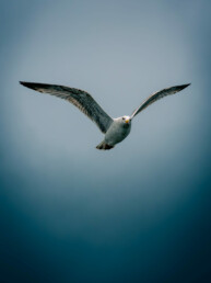 Photographie animalière, oiseau marin, Bretagne, goéland juvénile. Photographie d'art d'un goéland en vol sur un ciel bleu dramatique. Tirage d'art.