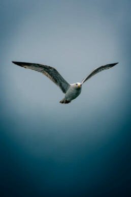 Photographie animalière, oiseau marin, Bretagne, goéland juvénile. Photographie d'art d'un goéland en vol sur un ciel bleu dramatique. Tirage d'art.