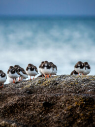 Tirage d'art numéroté en série limitée, photographie animalière, oiseau marin.