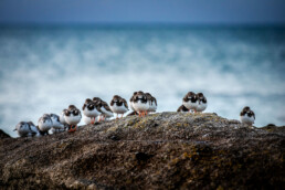 Tirage d'art numéroté en série limitée, photographie animalière, oiseau marin.