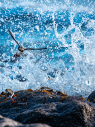 Photographie d'oiseau marin, tirage d'art.