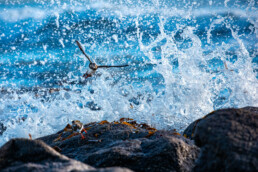Photographie d'oiseau marin, tirage d'art.
