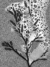 Tirage d'art en noir et blanc numéroté et signé, numéroté et en série limitée représentant des bulles d'écume piégées dans une algue.