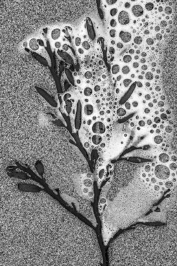 Tirage d'art en noir et blanc numéroté et signé, numéroté et en série limitée représentant des bulles d'écume piégées dans une algue.