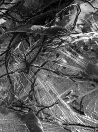 Tirage d'art en noir et blanc, signé, numéroté, en série limitée représentant des algues prises dans le givre formant un étonnant et magnifique entremêlement.