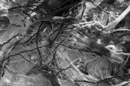 Tirage d'art en noir et blanc, signé, numéroté, en série limitée représentant des algues prises dans le givre formant un étonnant et magnifique entremêlement.