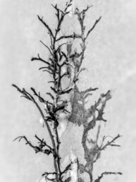 Photographie d'art, reflet d'une algue sur la plage.