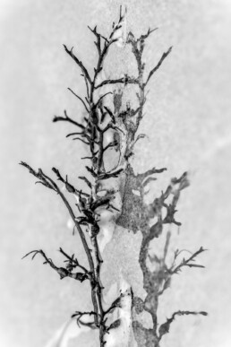 Photographie d'art, reflet d'une algue sur la plage.