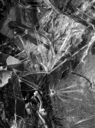 Tirage d'art en noir et blanc, signé, numéroté, en série limitée représentant des algues prises dans le givre ayant l'apparence de fleurs.