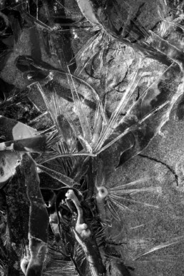 Tirage d'art en noir et blanc, signé, numéroté, en série limitée représentant des algues prises dans le givre ayant l'apparence de fleurs.