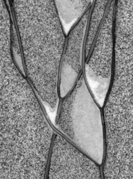 Photographie d'art en noir et blanc d'algues piégeant des bulles.