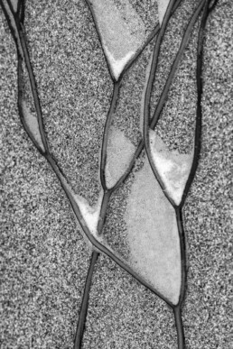 Photographie d'art en noir et blanc d'algues piégeant des bulles.