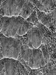 Photographie d'art en noir et blanc disponible en tirage d'art numéroté, signé, en série limitée. La marée montante forme sur le sable des formes magnifiques.