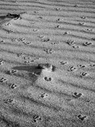 Photographie d'art en noir et blanc disponible en tirage d'art numéroté, signé, en série limitée. Galets et traces de pas d'oiseaux sur le sable modelé par le vent. Photo de mer en Bretagne.