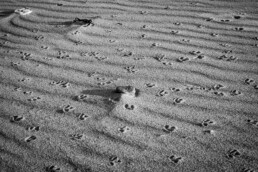 Photographie d'art en noir et blanc disponible en tirage d'art numéroté, signé, en série limitée. Galets et traces de pas d'oiseaux sur le sable modelé par le vent. Photo de mer en Bretagne.
