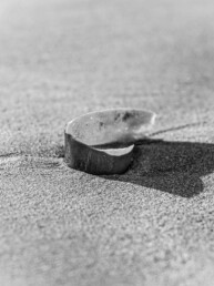 Photographie d'art en noir et blanc d'une algue à l'aspect très brillant. Tirage d'art numéroté et signé par Cécile Hoynant, photographe de mer en Bretagne. Série limitée. Impression sur papier Fine Art.