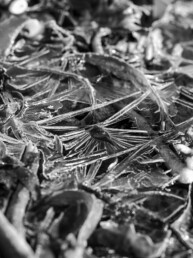 Photo d'art en noir et blanc, disponible en tirage d'art. Algue échouée sur une plage de Bretagne piégée dans le givre.